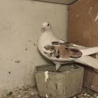 کفتر فروش یا معاوضه|پرنده|باغستان, |دیوار