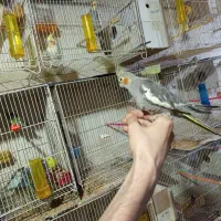 عروس هلندی آهویی|پرنده|تربت‌حیدریه, حسنی بالا|دیوار