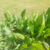 گل اختر معاوضه دارم