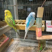 مرغ عشق انگلیسی|پرنده|اسلام‌شهر, مطهری|دیوار