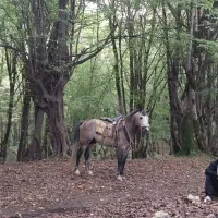 فروش اسب نریان