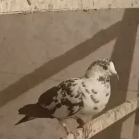 نر و ماده سوسکی