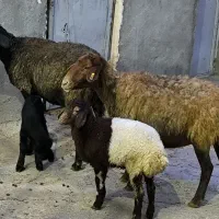 گوسفند جوان با بره|حیوانات مزرعه|ماهیدشت, |دیوار