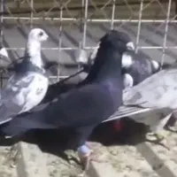 کاکلی یا تاجی پلاکی نر|پرنده|شیراز, لاله|دیوار