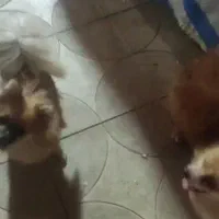 سگ پامر روباهی اصل|سگ|آبپخش, |دیوار