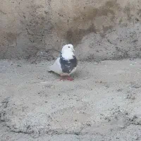 کفترتهرانی