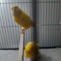 فروش سه تا قناری باهم پانصدهزار