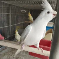 جوجه گرینچیک. عروس هلندی.  سهره قناری.|پرنده|ری, ظهیرآباد|دیوار