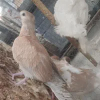 کبوتر خانگی ابریشم