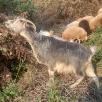 فروش ۲ عددبز ماده