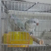 جفت های مولد راهب|پرنده|کرج, ساسانی (قلمستان)|دیوار