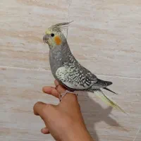 عروس هلندی دستی مرواریدی