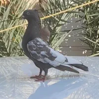 کبوتر|پرنده|شوش, |دیوار