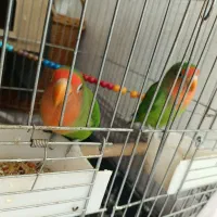 طوطی برزیلی