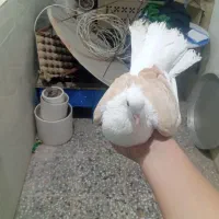 کفتر دوکت پرپا کاکلی