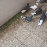 کبوتر