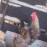 خروس جوان دو رگ رسمی محلی
