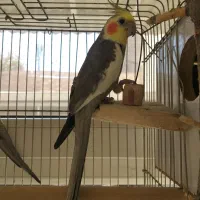 عروس هلندی مولد