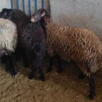 بره ماده افشاری