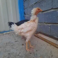 مرغ لاری دانگ بالا