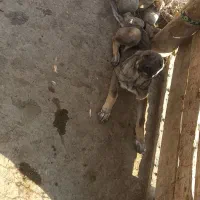 توله ماده عراقی