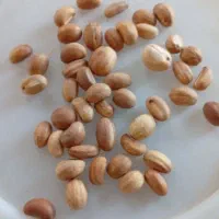 بذر جاشیر خوراکی