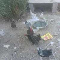 تعدادی مرغ و خروس به فروش میرسد|حیوانات مزرعه|چمران, |دیوار