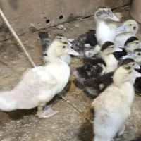 اردک اسرائیلی جوجه|حیوانات مزرعه|کرج, شهرک یاس جنوبی|دیوار