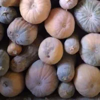 کدودو رنگ به فروش می رسد