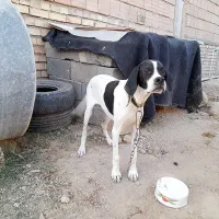 سگ نر انگلیس