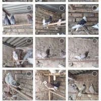 کفتر|پرنده|هشتگرد, خور|دیوار