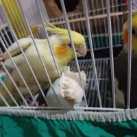 جفت عروس هلندی مولد|پرنده|سرخنکلاته, |دیوار