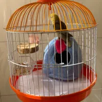 جوجه طوطی (کوتوله) برزیلی