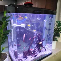 فروش فوری فوری آکواریوم دلسا|ماهی|شیراز, زرگری|دیوار
