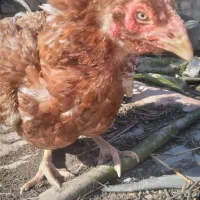 مرغ لاری اصل