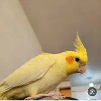 عروس هلندی گمشده