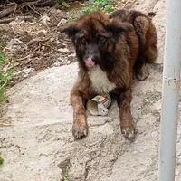 واگذاری سگ نگهبان نژاد داچ شپرد|سگ|کازرون, |دیوار