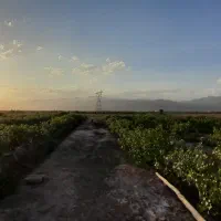 فروش باغ پسته ای عباس آباد