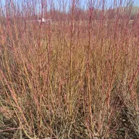 نهالستان ضامن