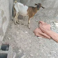 فروش بز خوب قیمت مناسب