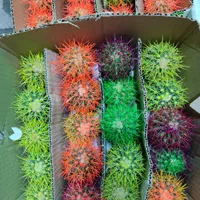 مرکز پخش کاکتوس اچینو رنگی