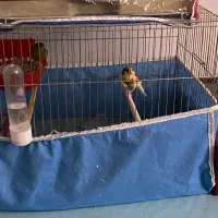 فروش قناری جفت مولد و فنج