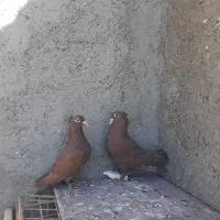 کبوتر سرخ کرمانی کاکل|پرنده|زابل, |دیوار