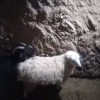 میش|حیوانات مزرعه|مود, |دیوار