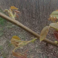 نهال های گردو (تخم مرغی ـچندلر) و نهال گیلاس|خدمات باغبانی و درختکاری|میاندوآب, |دیوار