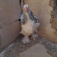 ۱۲۰۰۰۰۰۰|حیوانات مزرعه|گندمان, |دیوار