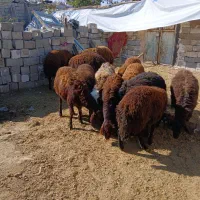 بره نر پرواری|حیوانات مزرعه|محمدبار, |دیوار