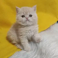 مجموعه گربه میوهاپ/ گربههای اصیل منتظر شما هستند|گربه|رشت, گلسار|دیوار