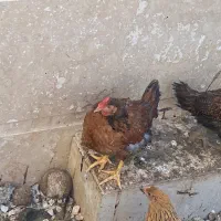 فروش مرغ و خروس نیمچه