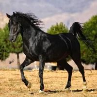 پایه اسب سواری
